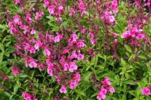 Icing Sugar salvia greggii fidesi perenyal süs adaçayı