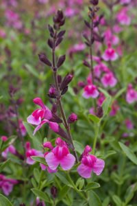 Icing Sugar salvia greggii fidesi perenyal süs adaçayı