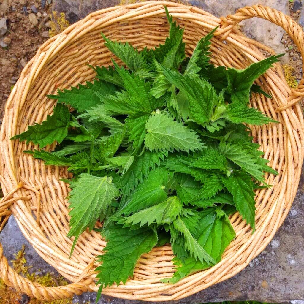 Isırgan otu tohumu şifalı ve lezzetli urtica dioica
