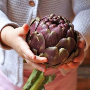 Mor enginar tohumu artichoke purple romagna