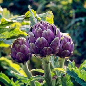 Mor enginar tohumu artichoke purple romagna