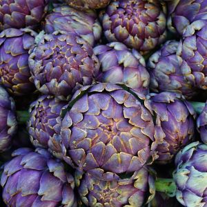 Mor enginar tohumu artichoke purple romagna
