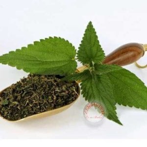 Isırgan otu tohumu şifalı ve lezzetli urtica dioica