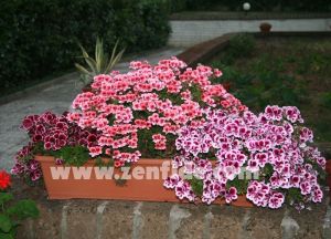 Aristo darling canan sardunya fidesi ithal pelargonium pembe kırmızı