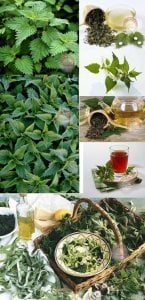 Isırgan otu tohumu şifalı ve lezzetli urtica dioica