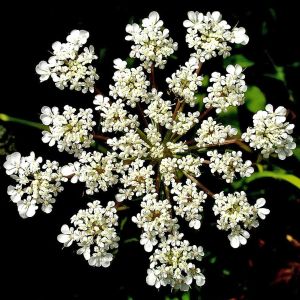 Frenk kimyon tohumu caraway carum carvi
