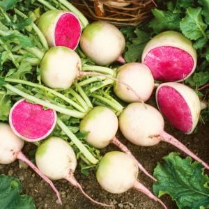 Karpuz turp tohumu atalık radish watermelon