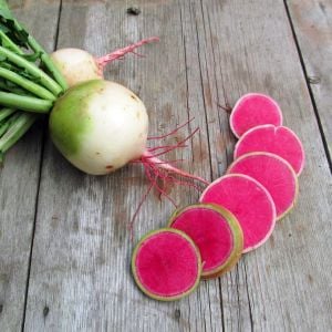 Karpuz turp tohumu atalık radish watermelon