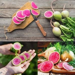 Karpuz turp tohumu atalık radish watermelon