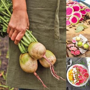 Karpuz turp tohumu atalık radish watermelon
