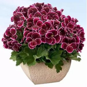 Aristo black beauty canan sardunya fidesi ithal pelargonium siyah kırmızı