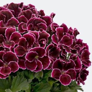 Aristo black beauty canan sardunya fidesi ithal pelargonium siyah kırmızı