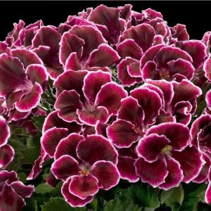 Aristo black beauty canan sardunya fidesi ithal pelargonium siyah kırmızı