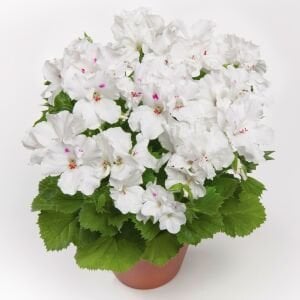 Aristo snow beyaz sardunya fidesi ithal pelargonium x grandiflorum