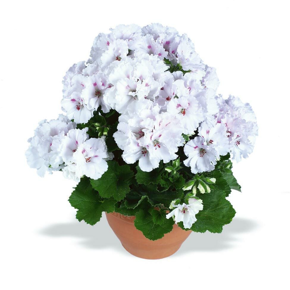 Aristo snow beyaz sardunya fidesi ithal pelargonium x grandiflorum