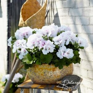 Aristo snow beyaz sardunya fidesi ithal pelargonium x grandiflorum