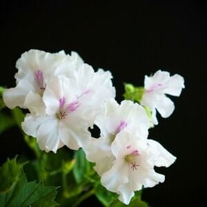 Aristo snow beyaz sardunya fidesi ithal pelargonium x grandiflorum