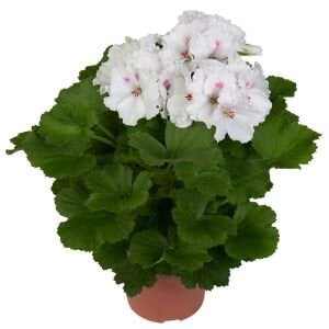 Aristo snow beyaz sardunya fidesi ithal pelargonium x grandiflorum