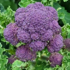 Mor brokoli tohumu Atalık broccoli purple