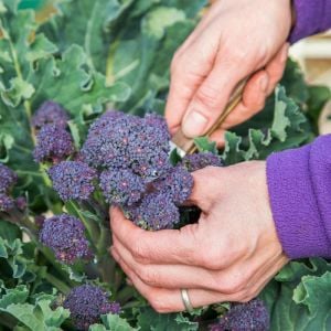 Mor brokoli tohumu Atalık broccoli purple