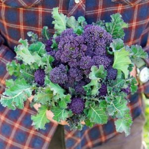 Mor brokoli tohumu Atalık broccoli purple