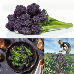 Mor brokoli tohumu Atalık broccoli purple