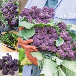 Mor brokoli tohumu Atalık broccoli purple