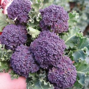 Mor brokoli tohumu Atalık broccoli purple