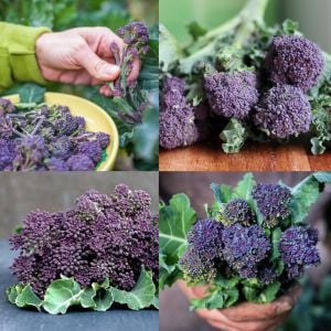 Mor brokoli tohumu Atalık broccoli purple