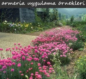 Beyaz çim karanfili iri çiçekli armeria maritima ornament