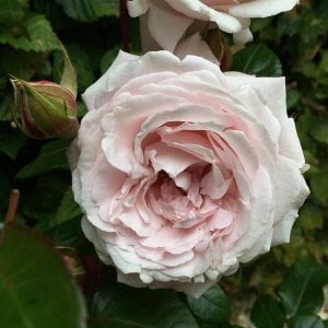 Constanze Mozart ® Kokulu çalı gül fidanı 80 cm 3+ yaş