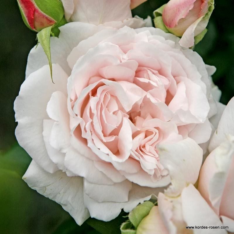 Constanze Mozart ® Kokulu çalı gül fidanı 80 cm 3+ yaş