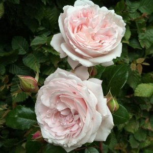 Constanze Mozart ® Kokulu çalı gül fidanı 80 cm 3+ yaş