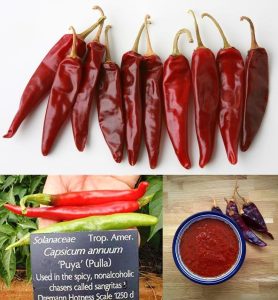 Acı puya chili biber tohumu ciddi acı