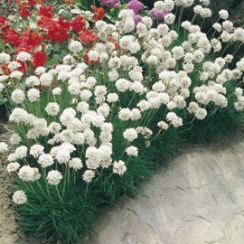 Beyaz çim karanfili iri çiçekli armeria maritima ornament 3 adet 7 cm saksıda