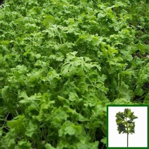 Kıvırcık tere tohumu geleneksel wrinkled crinkled cress