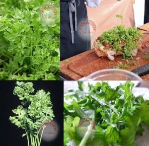 Kıvırcık tere tohumu geleneksel wrinkled crinkled cress