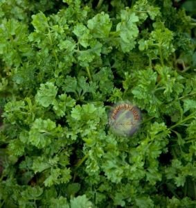 Kıvırcık tere tohumu geleneksel wrinkled crinkled cress