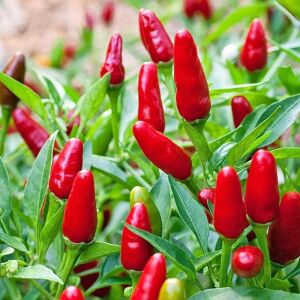 Acı pequin chili biber tohumu ciddi acı biber