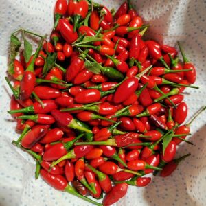 Acı pequin chili biber tohumu ciddi acı biber