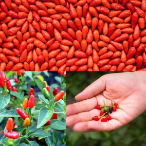 Acı pequin chili biber tohumu ciddi acı biber