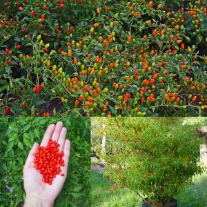 Acı pequin chili biber tohumu ciddi acı biber