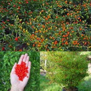 Acı pequin chili biber tohumu ciddi acı biber