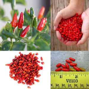 Acı pequin chili biber tohumu ciddi acı biber