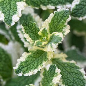 Ananas kokulu nane fidesi pinedo mentha suaveolens