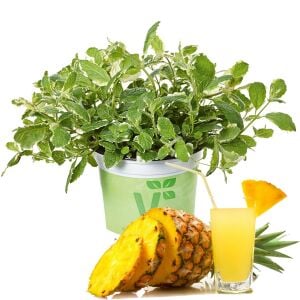 Ananas kokulu nane fidesi pinedo mentha suaveolens