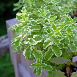 Ananas kokulu nane fidesi pinedo mentha suaveolens