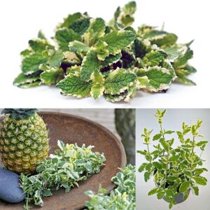 Ananas kokulu nane fidesi pinedo mentha suaveolens