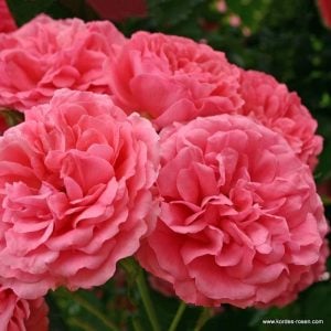 Rosarium Uetersen ® sarmaşık çardak gülü fidanı 3+ yaş ithal