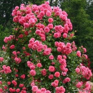 Rosarium Uetersen ® sarmaşık çardak gülü fidanı 3+ yaş ithal